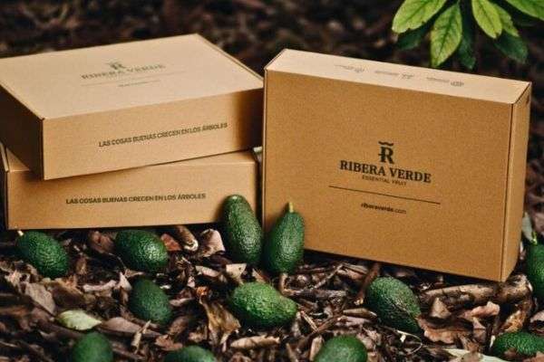 cajas para aguacates